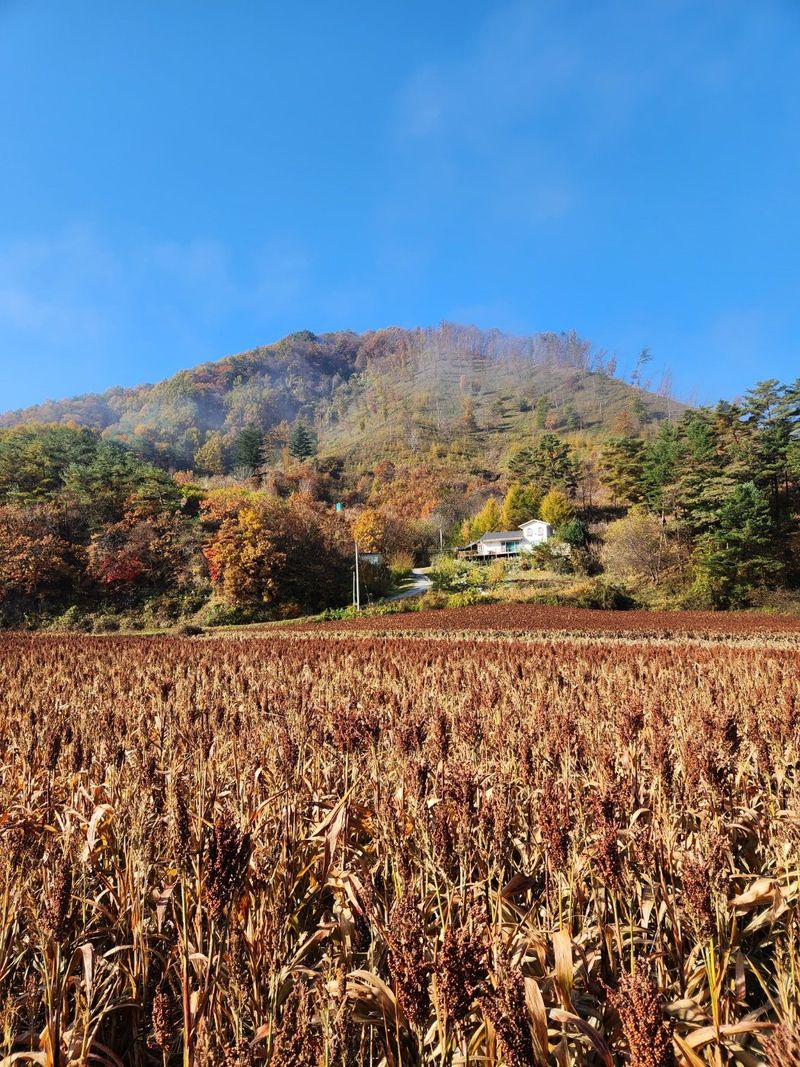 원주청년님의 장터 판매 상품 [강원도 찰수수] 첨부 사진