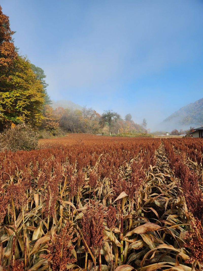 원주청년님의 장터 판매 상품 [강원도 찰수수] 첨부 사진