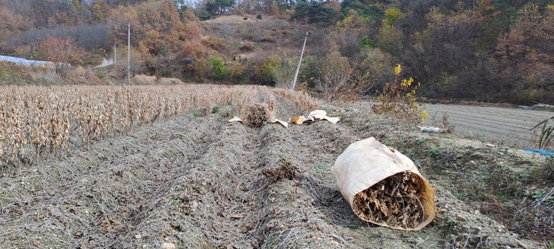 교보생명전용식님의 장터 판매 상품 [약콩(쥐눈이콩) / 서리태(토종) / 팥(붉은팥) / 면태(대원콩)] 첨부 사진