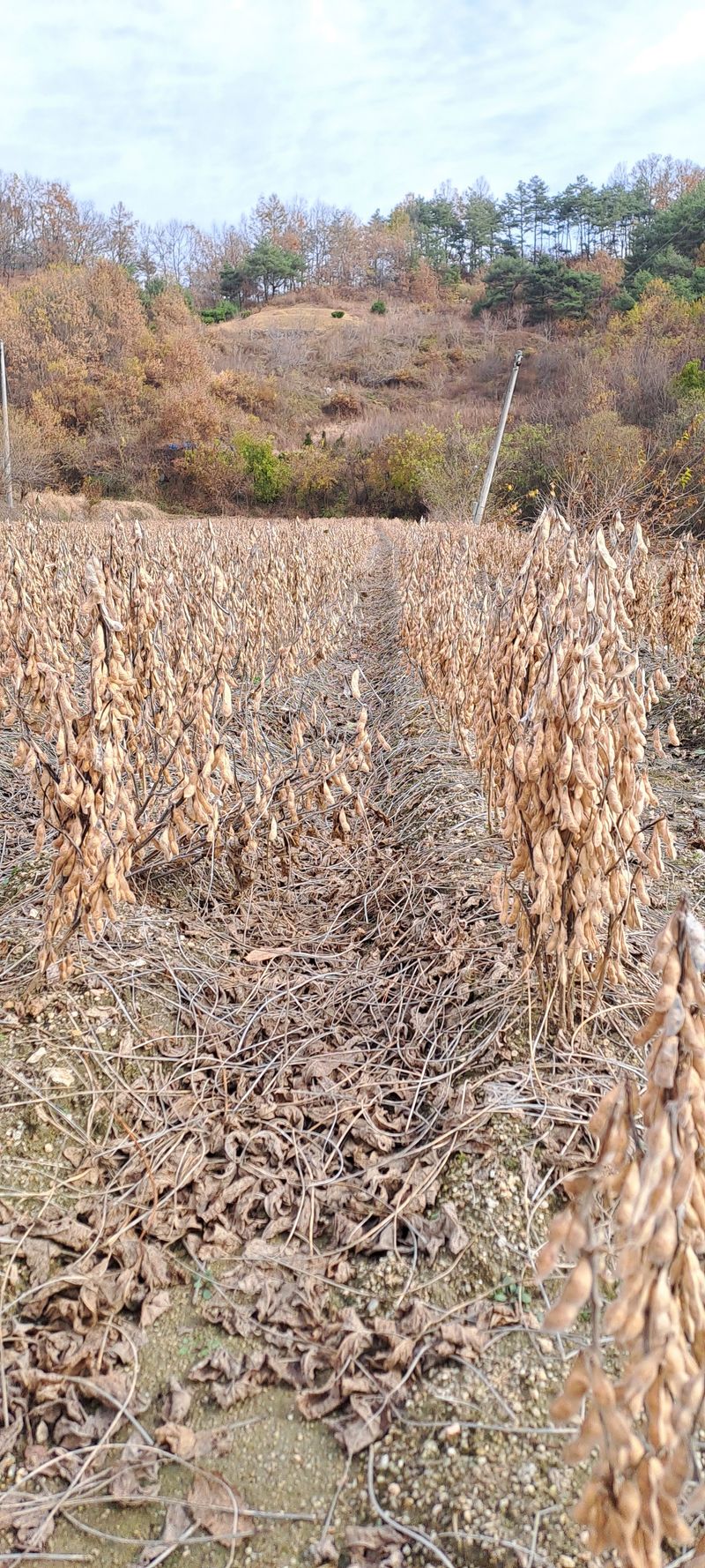 교보생명전용식님의 장터 판매 상품 [약콩(쥐눈이콩) / 서리태(토종) / 팥(붉은팥) / 면태(대원콩)] 첨부 사진