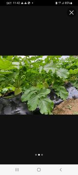 팜모닝 배추·수확 게시글 이미지