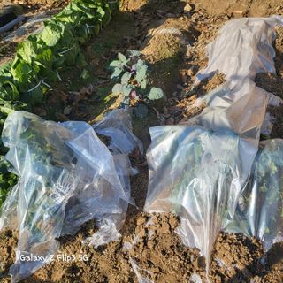 장유경만점자님의 오늘 어떤 농작업하셨나요? · 참여글 작성글 사진