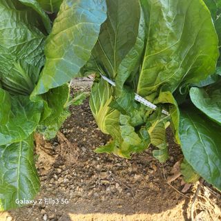 장유경만점자님의 오늘 어떤 농작업하셨나요? · 참여글 작성글 사진