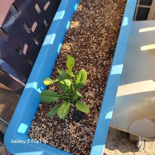 장유경만점자님의 오늘 어떤 농작업하셨나요? · 참여글 작성글 사진