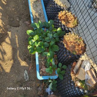 장유경만점자님의 오늘 어떤 농작업하셨나요? · 참여글 작성글 사진