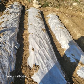 장유경만점자님의 오늘 어떤 농작업하셨나요? · 참여글 작성글 사진