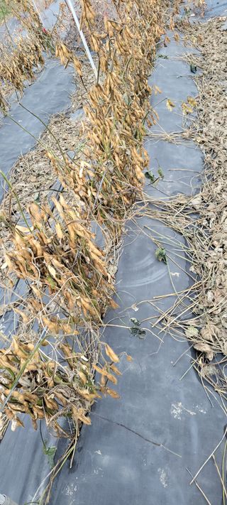 김종옥님의 오늘 어떤 농작업하셨나요? · 참여글 작성글 사진