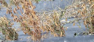 김종옥님의 오늘 어떤 농작업하셨나요? · 참여글 작성글 사진