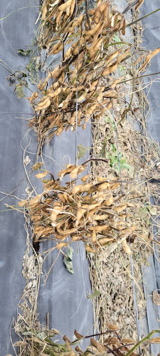 김종옥님의 오늘 어떤 농작업하셨나요? · 참여글 작성글 사진