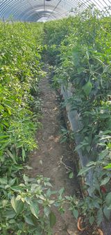 팜모닝 오늘 어떤 농작업하셨나요?·참여글 게시글 이미지