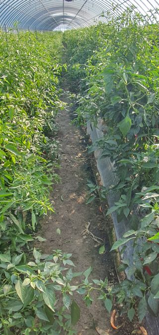 한밭농원님의 오늘 어떤 농작업하셨나요? · 참여글 작성글 사진