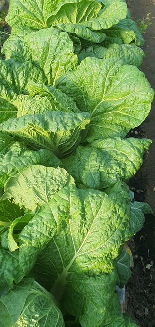 한밭농원님의 오늘 어떤 농작업하셨나요? · 참여글 작성글 사진