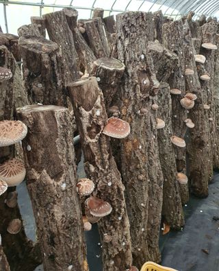 한밭농원님의 오늘 어떤 농작업하셨나요? · 참여글 작성글 사진