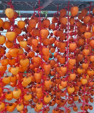 한밭농원님의 오늘 어떤 농작업하셨나요? · 참여글 작성글 사진