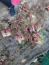 팜모닝 자유주제·자유게시판 게시글 이미지