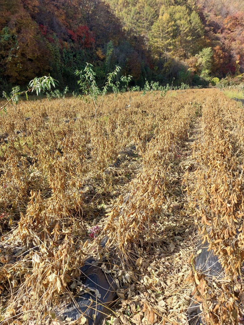 손윤영/수채화농원님의 장터 판매 상품 [서리태1kg] 첨부 사진
