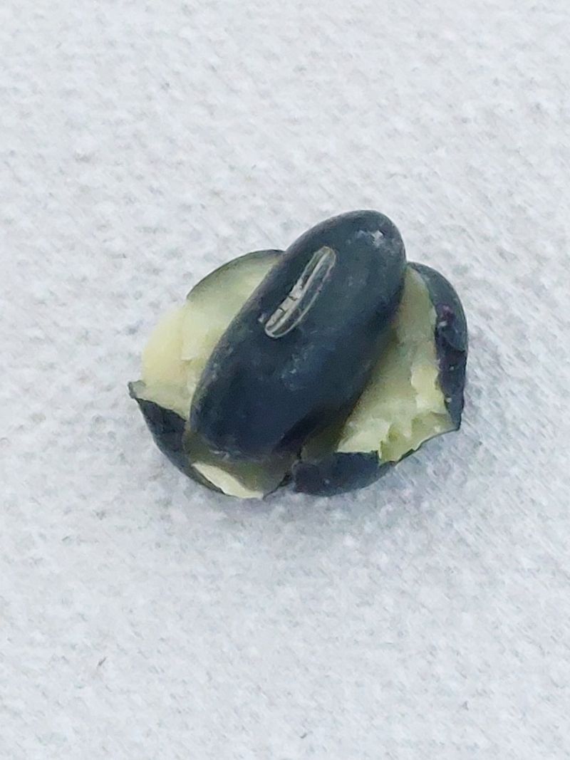 손윤영/수채화농원님의 장터 판매 상품 [서리태1kg] 첨부 사진