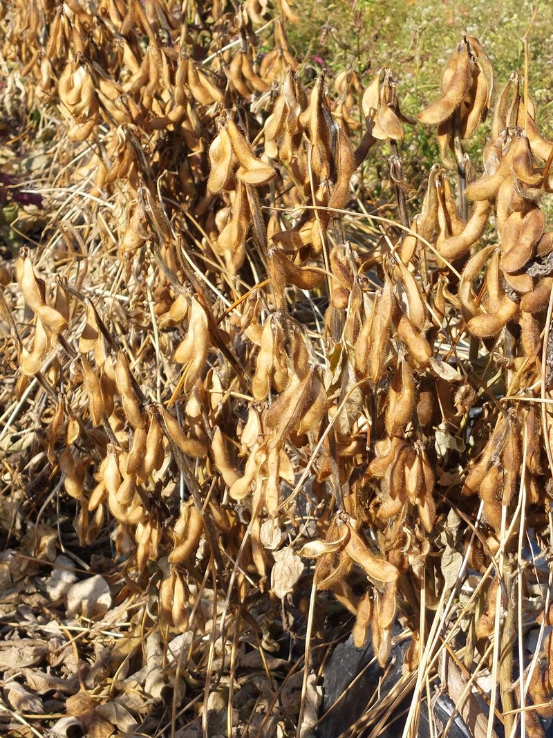 손윤영/수채화농원님의 장터 판매 상품 [서리태1kg] 첨부 사진