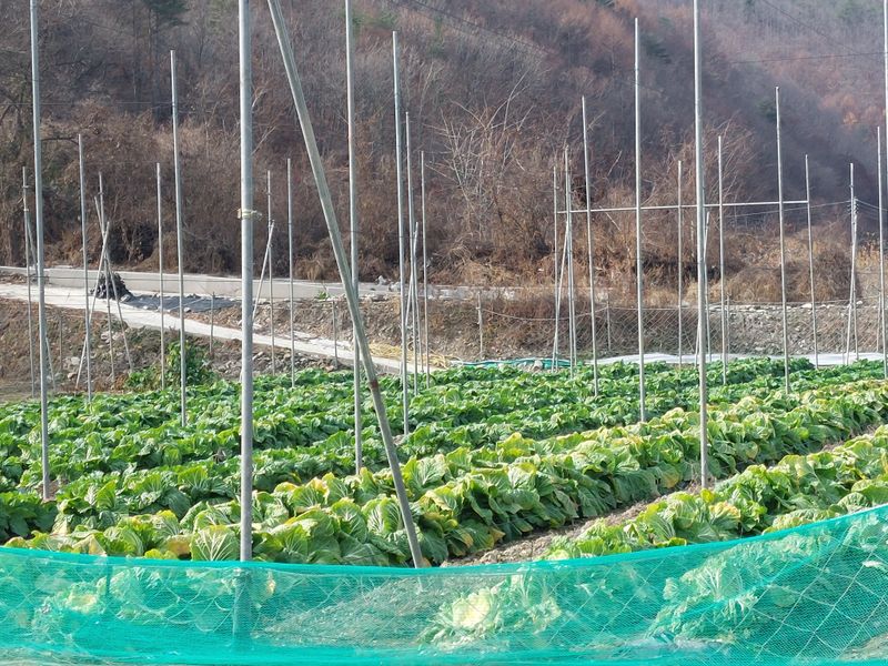 손윤영/수채화농원님의 장터 판매 상품 [서리태1kg] 첨부 사진