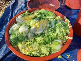 손윤영/수채화농원님의 작성글 사진