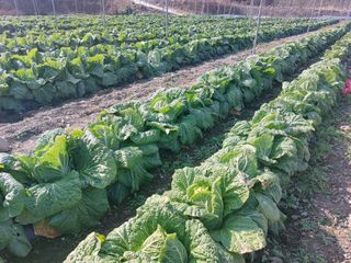 손윤영/수채화농원님의 작성글 사진