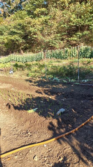 초보 구찌뽕님의 양파 · 자유게시판 작성글 사진