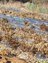 팜모닝 콩·영농일지 게시글 이미지