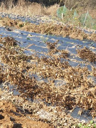 샤이니바다님의 콩 · 영농일지 작성글 사진
