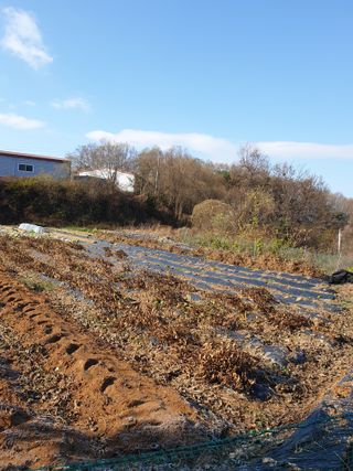 샤이니바다님의 콩 · 영농일지 작성글 사진