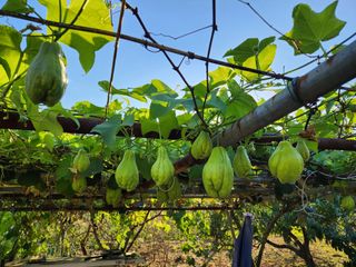 웅천봄이농원님의 기타작물 · 자유게시판 작성글 사진