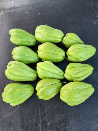 웅천봄이농원님의 기타작물 · 자유게시판 작성글 사진