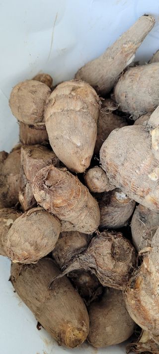 도시농부 박태영님의 기타작물 · 자유게시판 작성글 사진