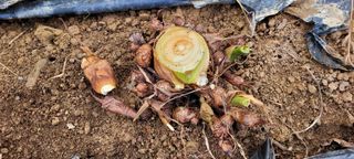 도시농부 박태영님의 기타작물 · 자유게시판 작성글 사진