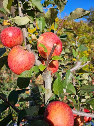 방재복님의 오늘 어떤 농작업하셨나요? · 참여글 작성글 사진