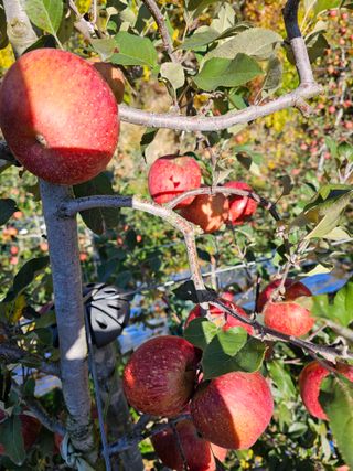 방재복님의 오늘 어떤 농작업하셨나요? · 참여글 작성글 사진