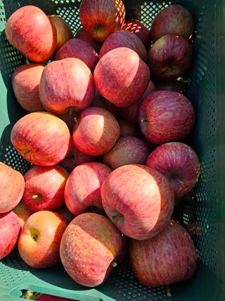 방재복님의 오늘 어떤 농작업하셨나요? · 참여글 작성글 사진