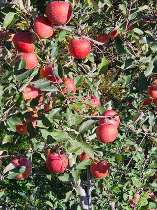 방재복님의 오늘 어떤 농작업하셨나요? · 참여글 작성글 사진