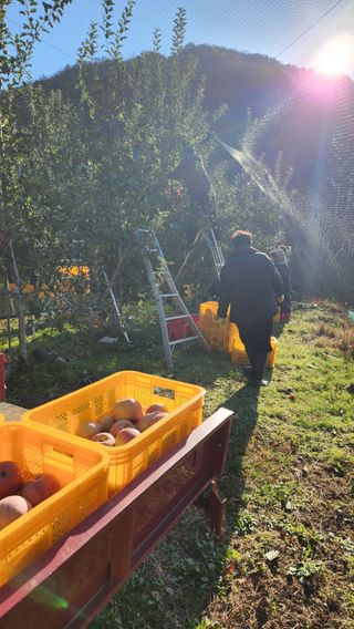 황금농원님의 오늘 어떤 농작업하셨나요? · 참여글 작성글 사진