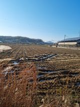 팜모닝 벼·자유게시판 게시글 이미지