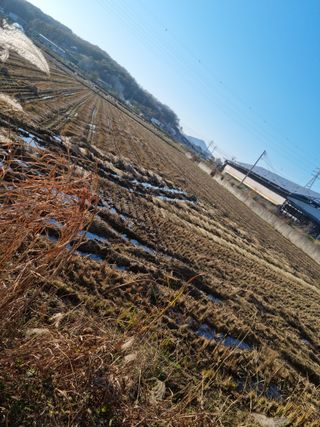 권오정님의 벼 · 자유게시판 작성글 사진