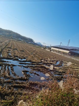권오정님의 벼 · 자유게시판 작성글 사진