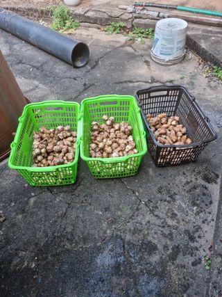 권오정님의 감자 · 자유게시판 작성글 사진