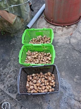 권오정님의 감자 · 자유게시판 작성글 사진