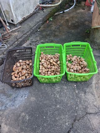 권오정님의 감자 · 자유게시판 작성글 사진