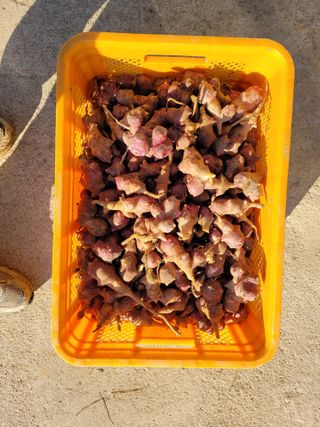 양희동님의 오늘 어떤 농작업하셨나요? · 참여글 작성글 사진