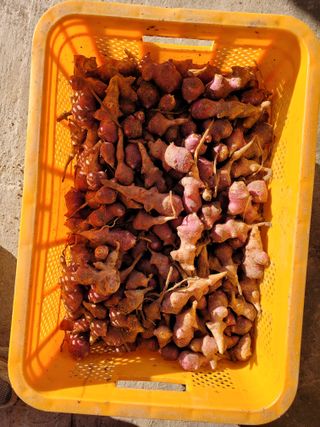 양희동님의 오늘 어떤 농작업하셨나요? · 참여글 작성글 사진