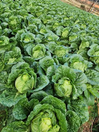 김저팔계님의 배추 · 영농일지 작성글 사진