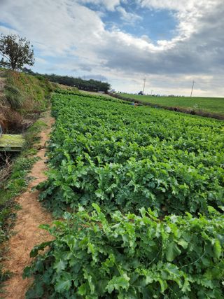김저팔계님의 배추 · 영농일지 작성글 사진