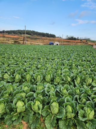 김저팔계님의 배추 · 영농일지 작성글 사진