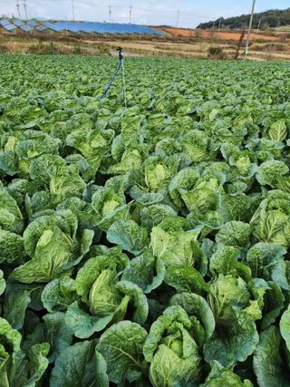 김저팔계님의 배추 · 영농일지 작성글 사진